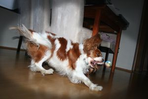 Esja - my sisters cavalier dog